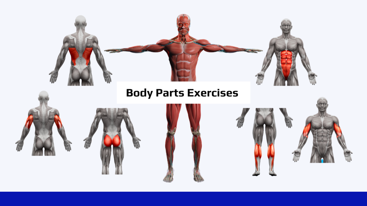 Body Parts Exercises